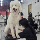 애견미용 이미지