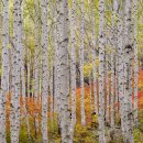 자작나무 이미지