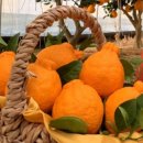 배씨농장 이미지