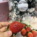 지남농장 | 논산 젊은농부 설향딸기 산지직송으로 만난 진짜 고당도 딸기 후기