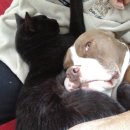 강아지와 고양이 이미지