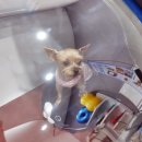 24시 아프리카동물병원 이미지