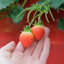 단산농장 이미지