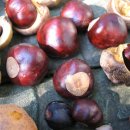 마로니에 이미지