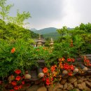 공주 여행 신원사 배롱나무꽃 대신 능소화 만나고 가네!
