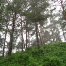 [길따라 숲찾아 .9]봉화 춘양 금강송숲 이미지