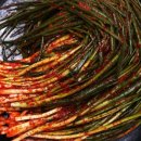 보성녹차김치 이미지