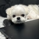 댕댕이쁘띠샵 이미지