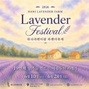 2026년 고성 라벤더 축제 |주차장, 입장료, 포토존 다녀온 솔직한 후기