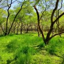 고창고인돌(서울) 이미지