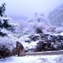 숲속작은나라 이미지