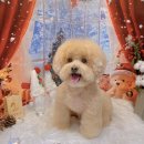 사랑옵다 | 가위컷 맛집 서울 중랑구 망우동 애견미용 사랑옵다