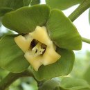 감꽃향기 이미지