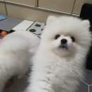 맛있개 건강하개 이미지