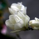 하이얀피아노 이미지