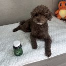 리포메디 | 노견 산책 후 챙기는 메디퍼피 강아지 관절 근육 영양제 급여 후기