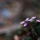 바람꽃공원 이미지