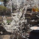 미선농장 이미지