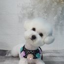 애견미용 나나엄마 이미지