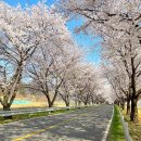 (여행) "봄꽃이 흩날리며~"...나만 알고 싶은 경상도 봄 명소 BEST 7 이미지