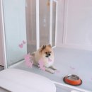 더(The)예쁘개 이미지