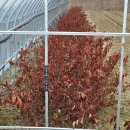 소양농장 이미지