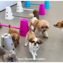 솜뭉치 이미지