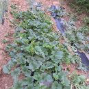 유림농기계 이미지