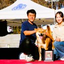 애견전람회 이미지