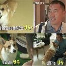 반려동물 TV프로그램, '개는 훌륭하다' 강형욱/ 강아지 훈련사 이미지