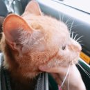 셀레네 동물병원 이미지