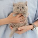 미유펫 강아지분양고양이분양 김포점 이미지