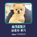 이솜 동물병원 | 슬개골탈구 이솜 보호자님의 후기