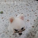 내야내야 똥강아지 | 서울 강서구 애견호텔 내야내야 똥강아지 비용 시간 위치