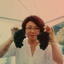 동강포도원펜션 네이버블로그