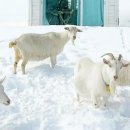 새하얀목장 이미지