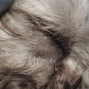 덕정 동물의료센터 이미지