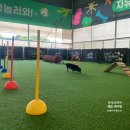 도그,위브 | 파주 애견카페 실내 대형 장마철 가기 좋은 자유로멍