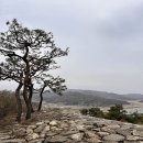 파사성 소나무 티스토리