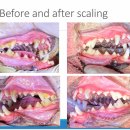 관저종합동물병원 이미지