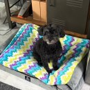 한걸음더 재활한방 동물병원 이미지