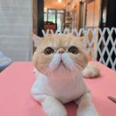 뜰안에냥 이미지