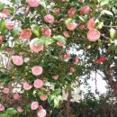 귤익는 마을 이미지