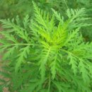 개똥쑥효능 총정리🌿개똥쑥 먹는법, 부작용 이미지