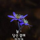 예쁜여우 이미지