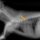 노은동물병원 이미지