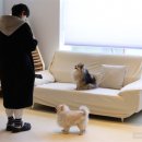 댕굴댕굴 이미지