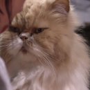 본미미 민박 이미지