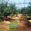 골안농장 이미지