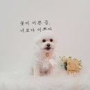 땡자네 묭실 이미지